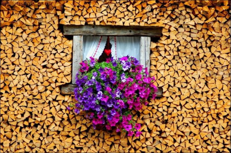 Stacking Firewood - Stacking Firewood